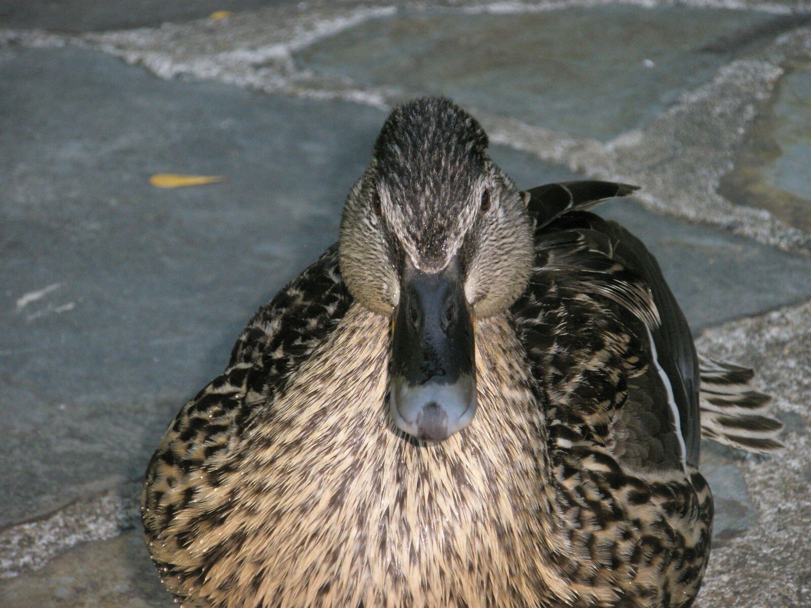 Olympus u820,S820 sample photo. Duck, wild ducks, animal photography