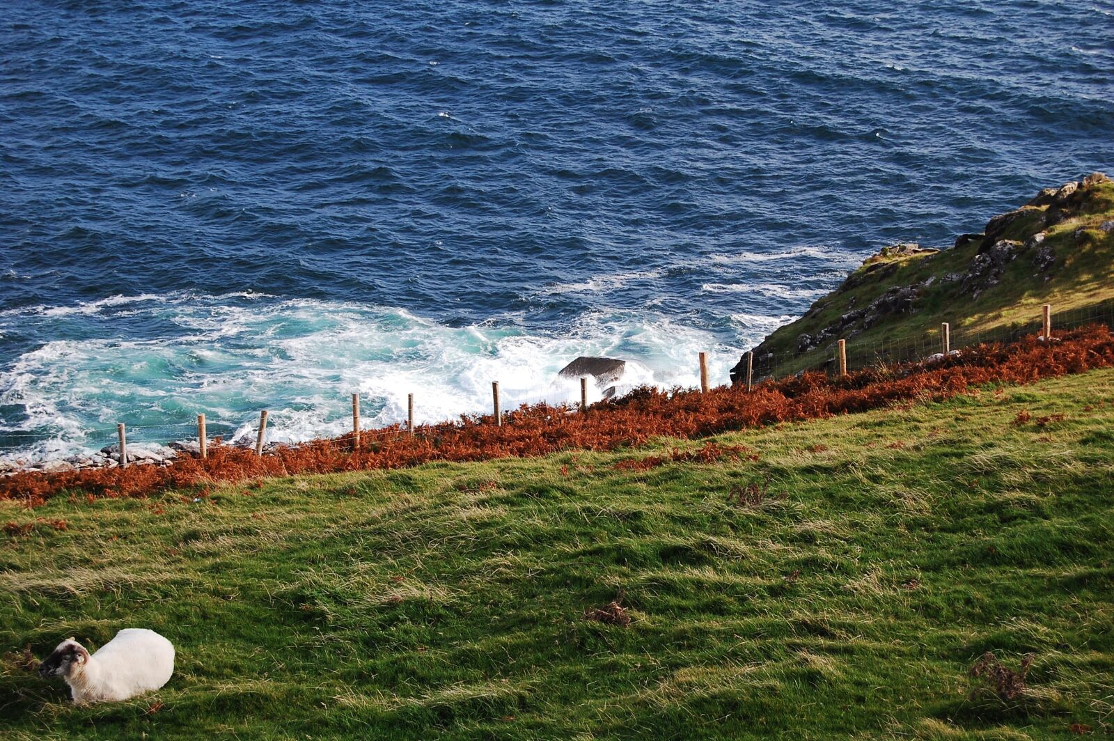 Nikon D40 sample photo. Sheep, sea, grüne photography