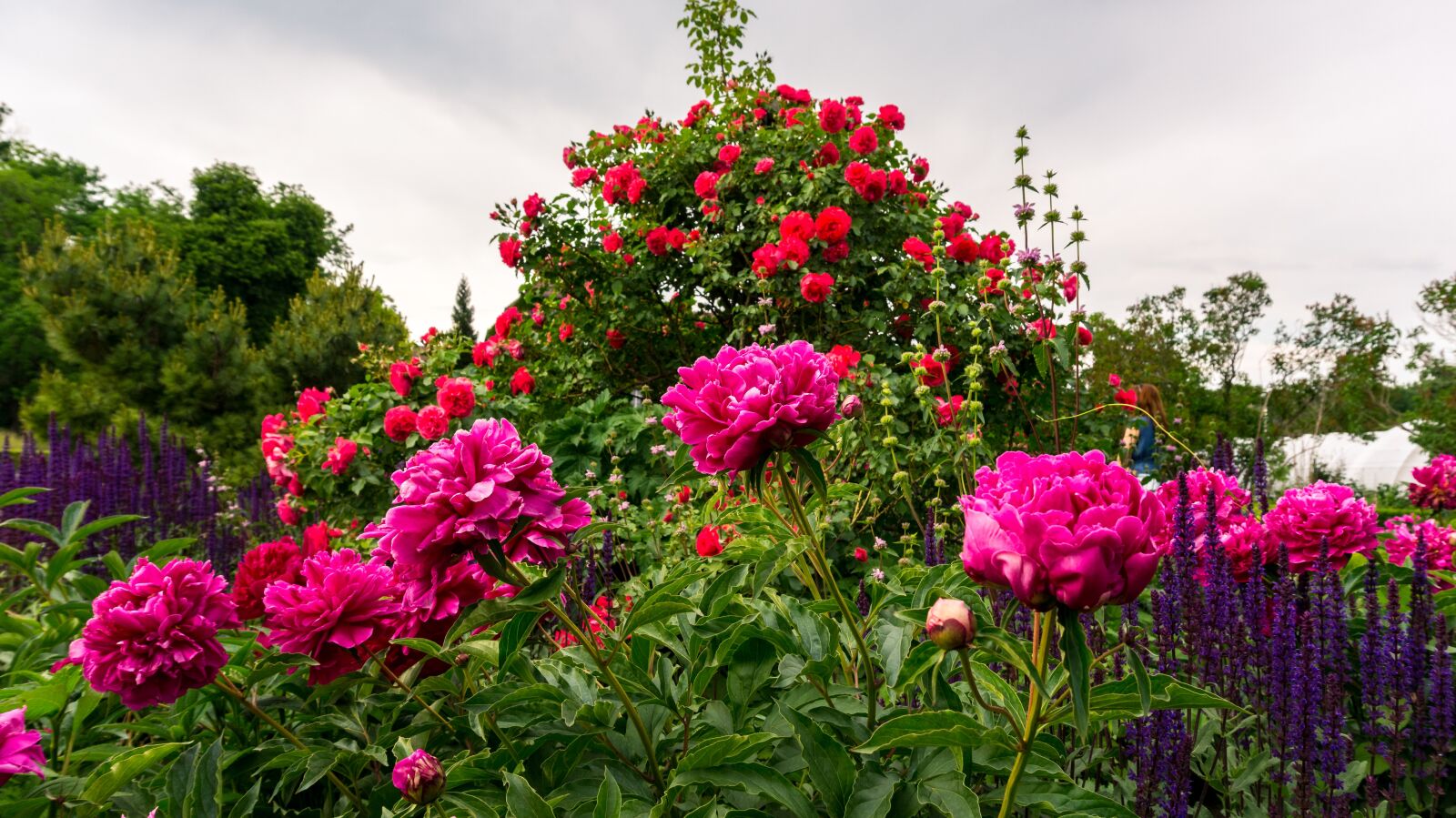 Sony Alpha a5000 (ILCE 5000) sample photo. Flowers, garden, nature photography