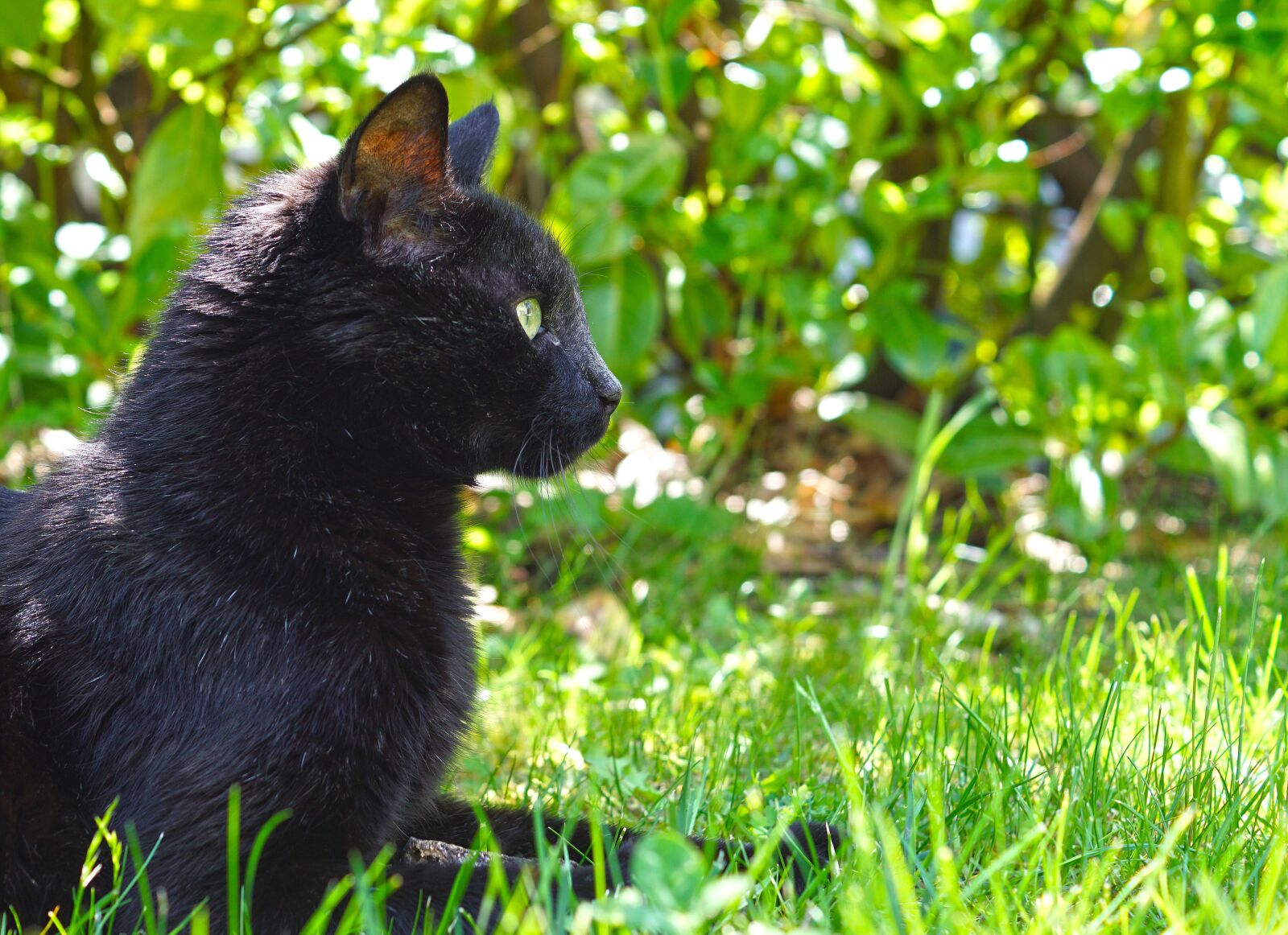 Sony SLT-A68 sample photo. Cat, black cat, feline photography