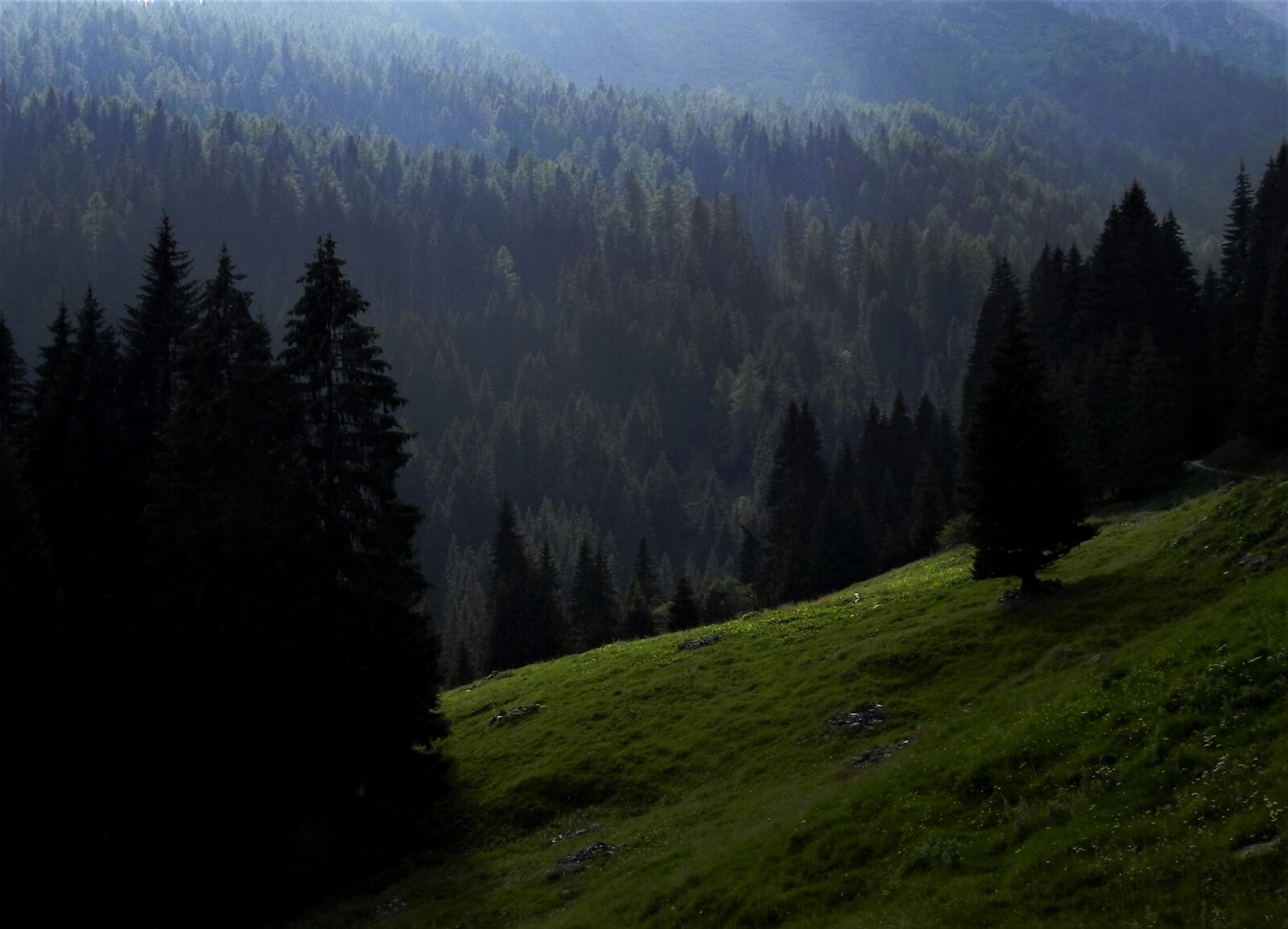 Nikon Coolpix P100 sample photo. Mountain, forest, prato photography