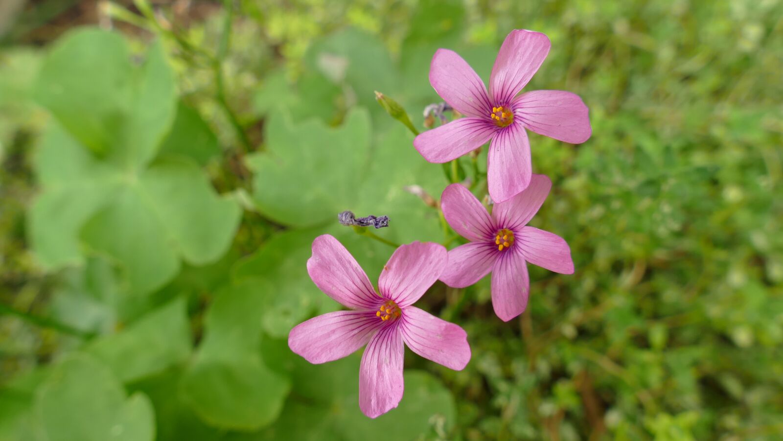 Panasonic Lumix DMC-FZ1000 sample photo. Macro, nature, flowers photography