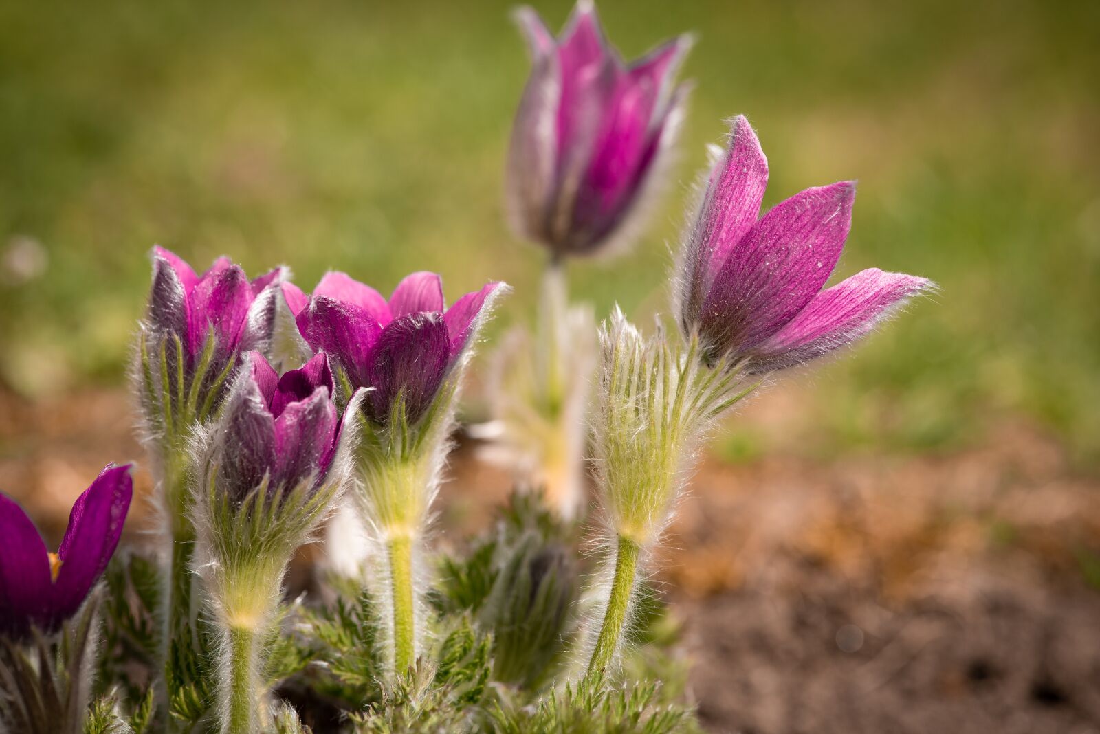 Nikon D750 sample photo. Anemones, purple, garden photography