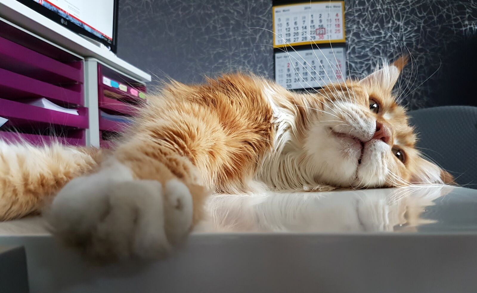 Samsung Galaxy S7 Edge sample photo. Cat, cute, animal photography