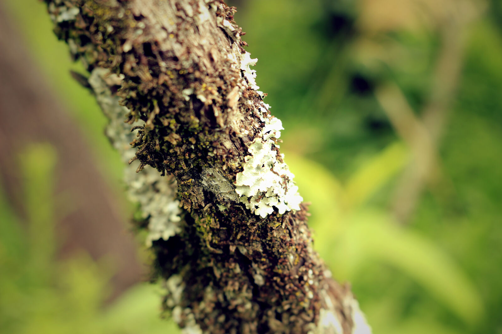 Canon EOS 100D (EOS Rebel SL1 / EOS Kiss X7) sample photo. Close, up, of, insect photography