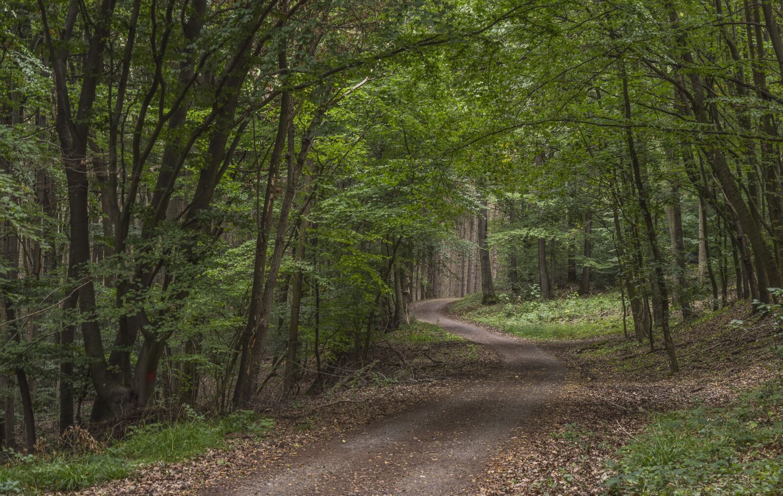 Nikon D3300 sample photo. Forest, trees, away photography
