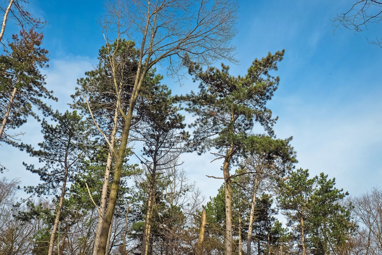 Olympus OM-D E-M10 sample photo. Trees, winter, forest photography