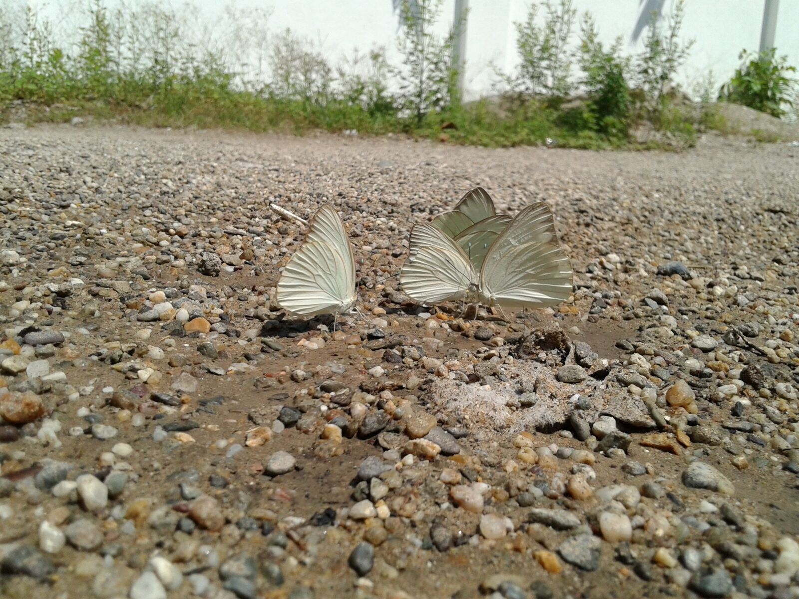 Samsung Galaxy Grand Neo Plus sample photo. Insect, butterfly, butterfly wings photography