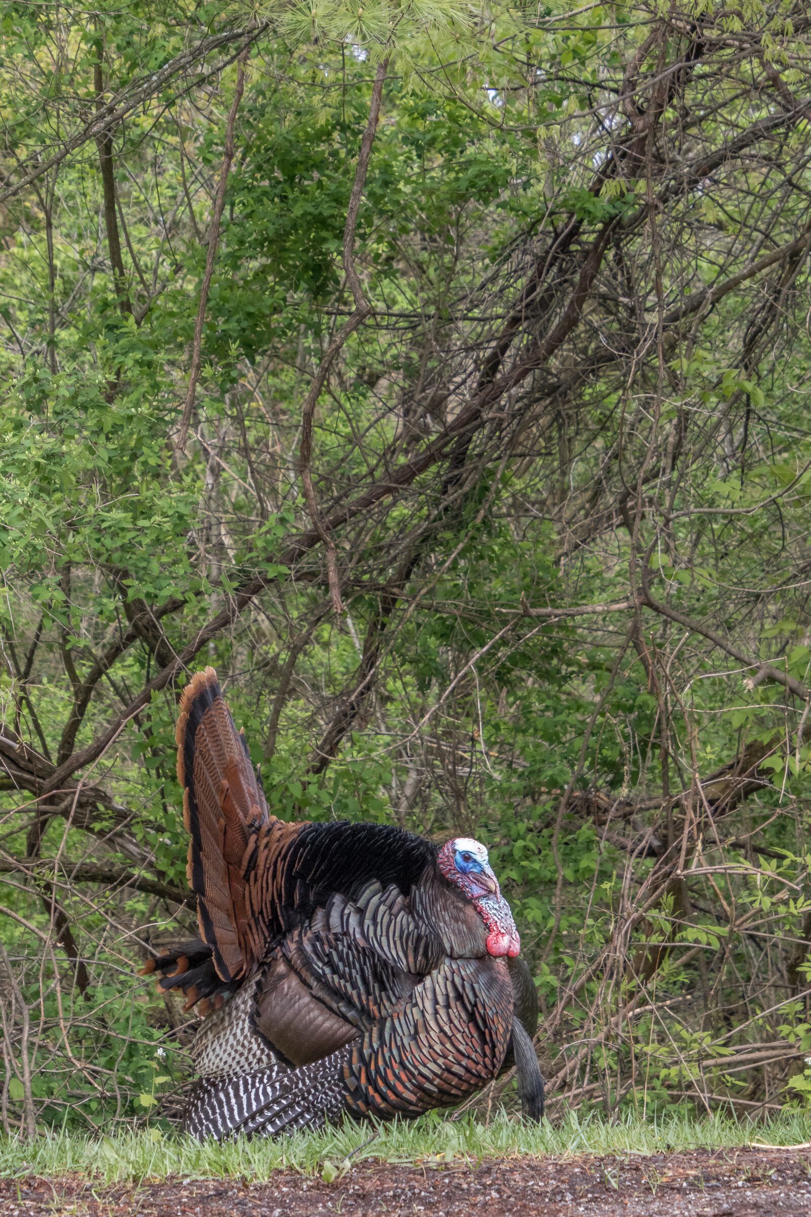 Tamron 18-400mm F3.5-6.3 Di II VC HLD sample photo. Tags turkey, tom, bird photography