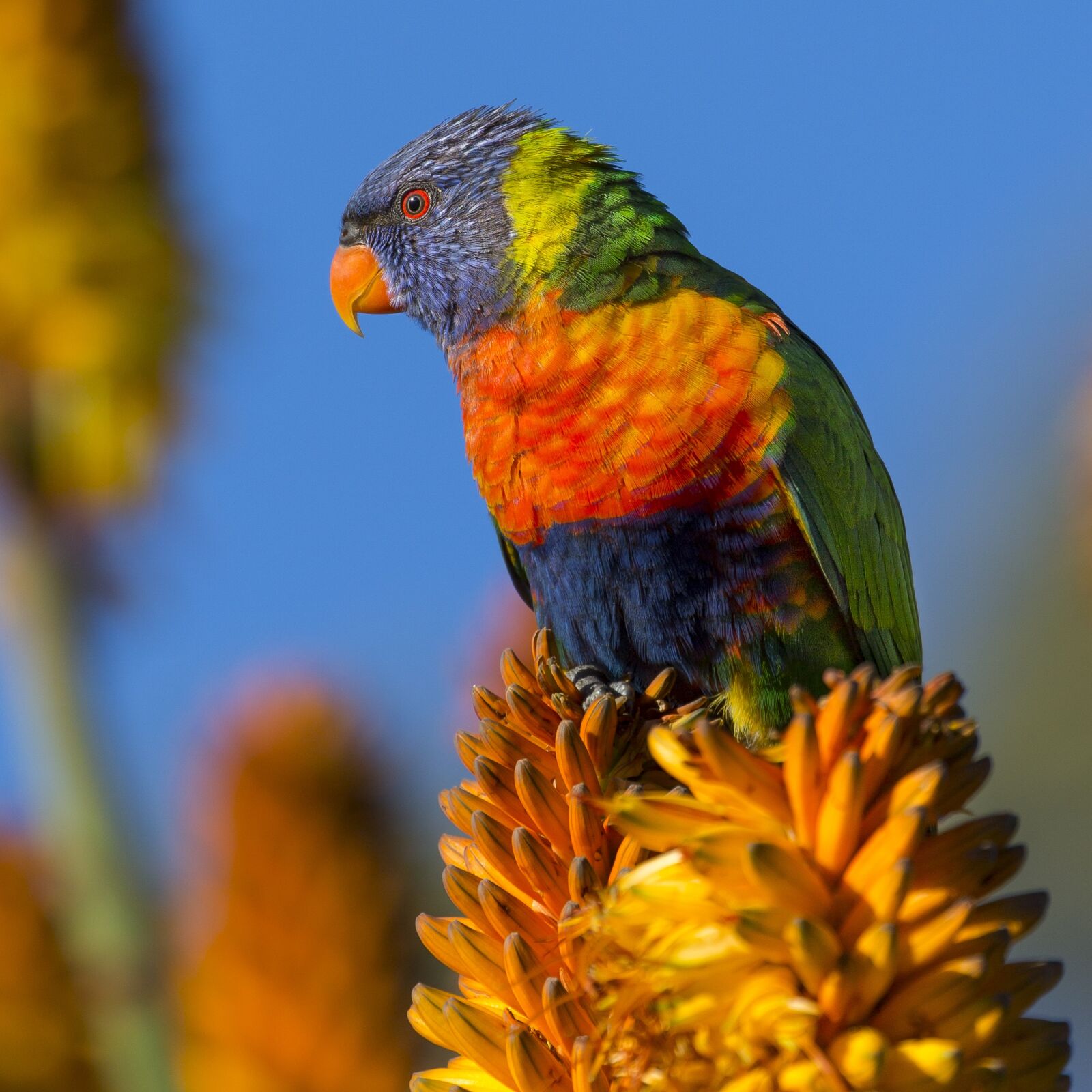 Canon EOS 5D Mark III sample photo. Animal, parrot, bird photography