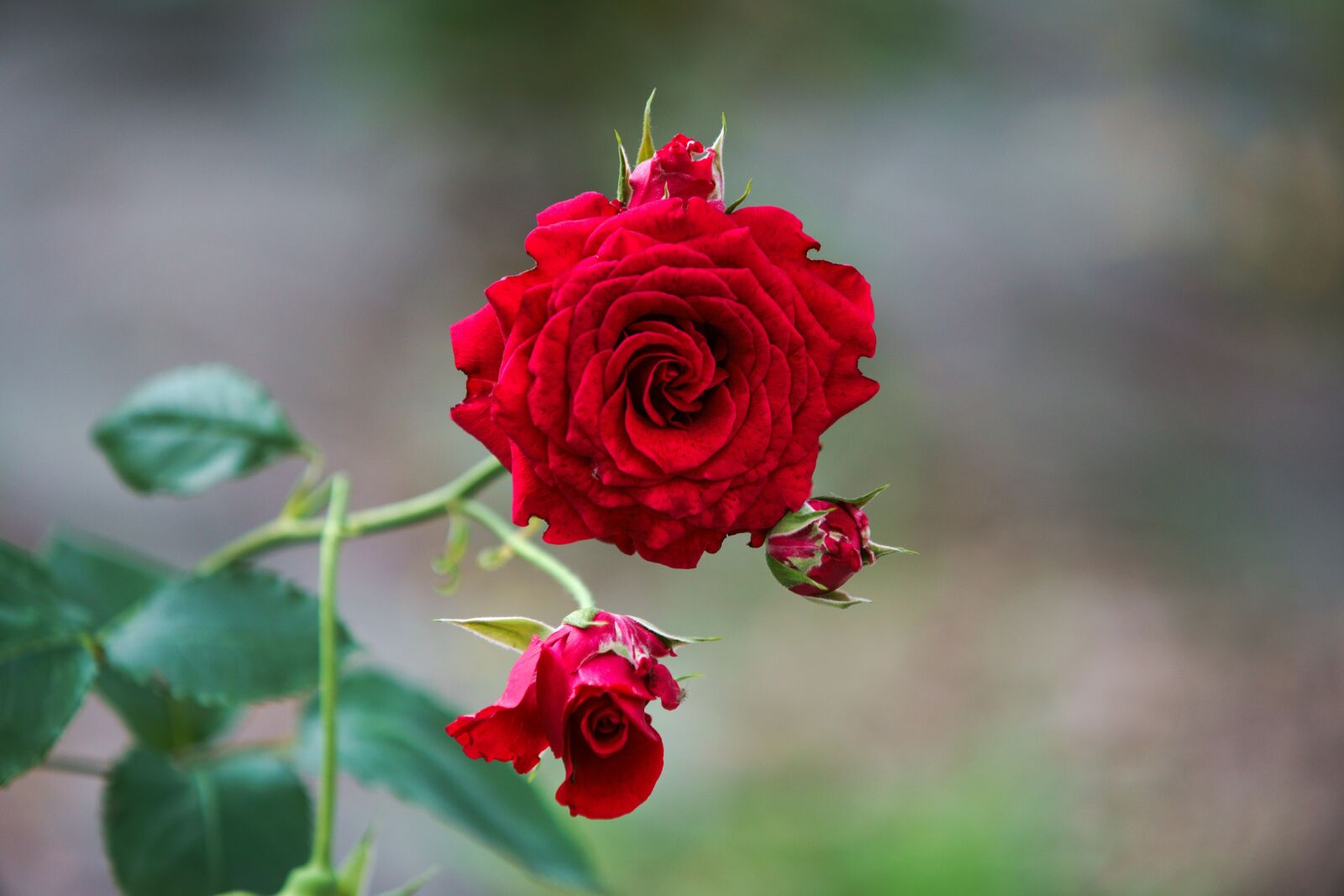 Sony a7R II sample photo. Red, rose, bloom photography