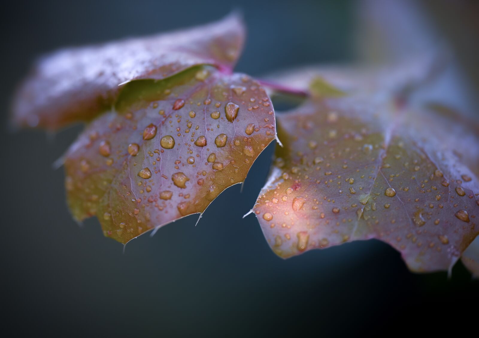 Nikon D810 sample photo. Autumn, sonbahar, macro photography