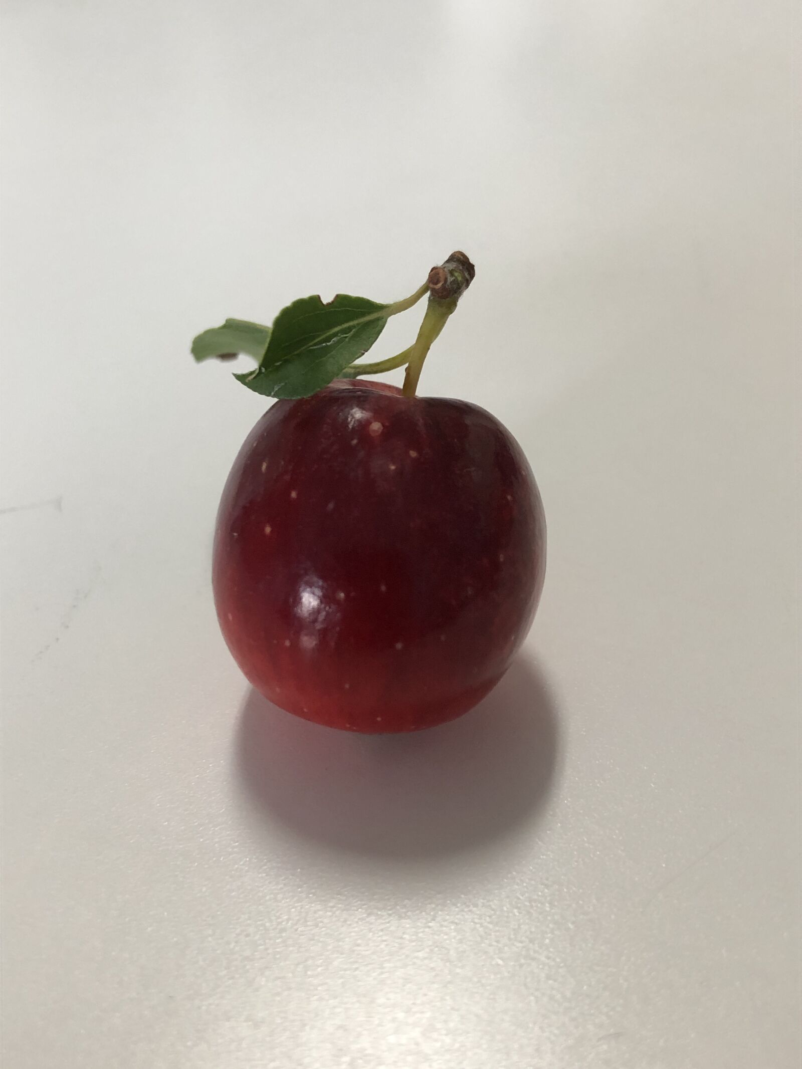 Apple iPhone 8 sample photo. Crab apple, apple, nature photography