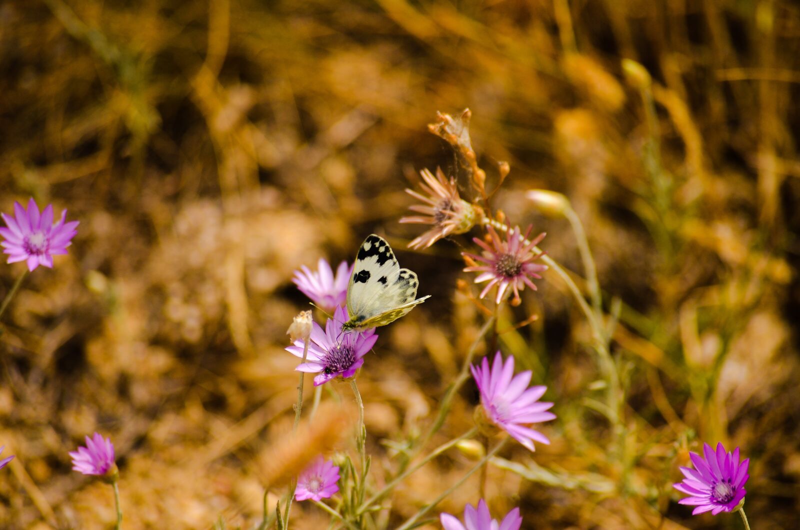 Nikon D7000 sample photo. Nature, butterfly, flower summer photography