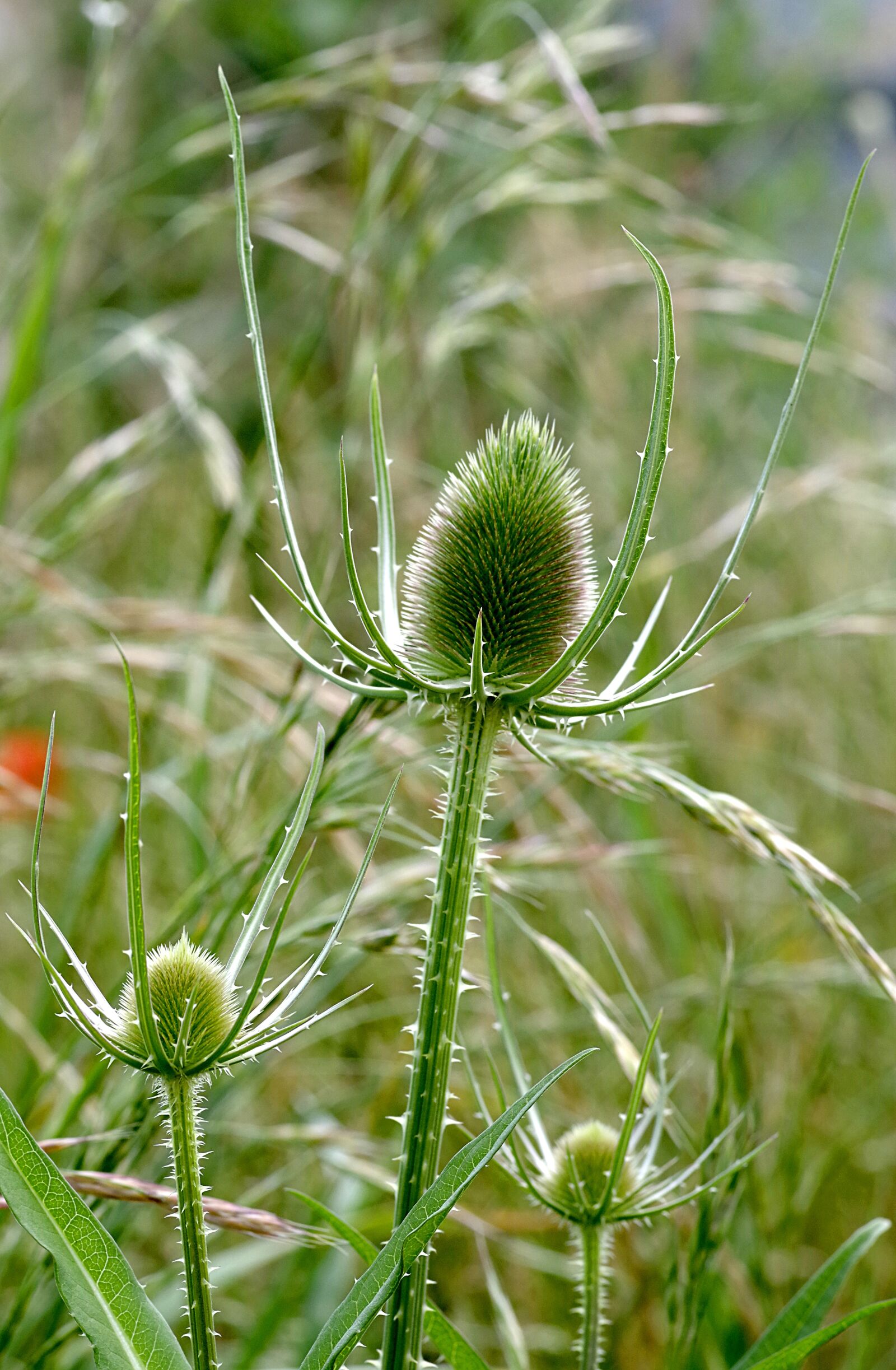 Pentax K-S2 sample photo. Thistle, plant, dashing photography