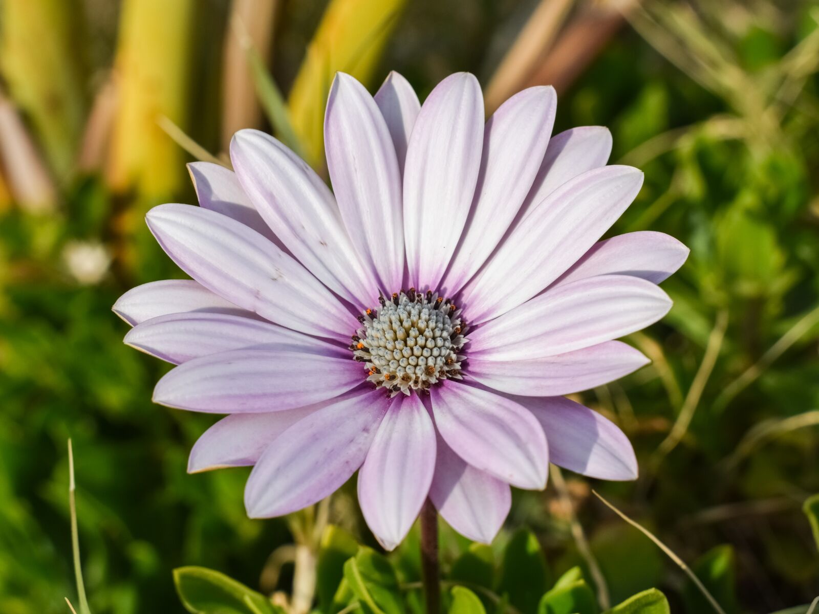 Nikon D3300 sample photo. African daisy, osteospermum, daisy photography