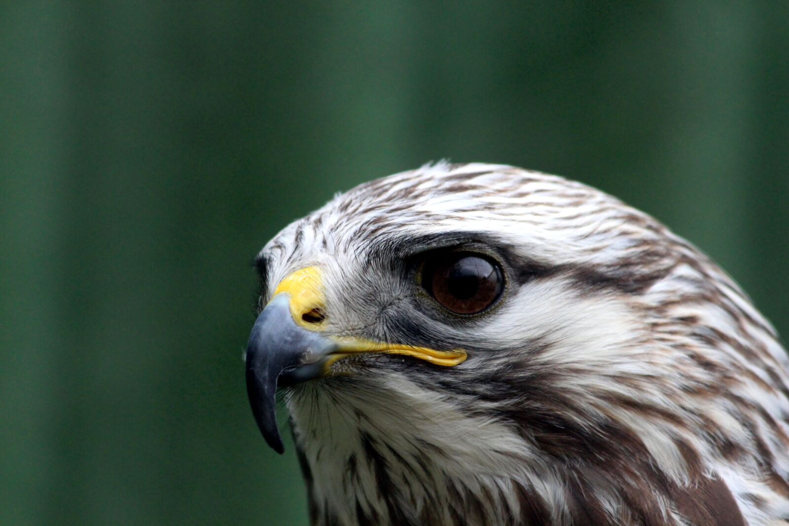 Canon EOS 650D (EOS Rebel T4i / EOS Kiss X6i) sample photo. Hawk, buzzard, buteo lagopus photography