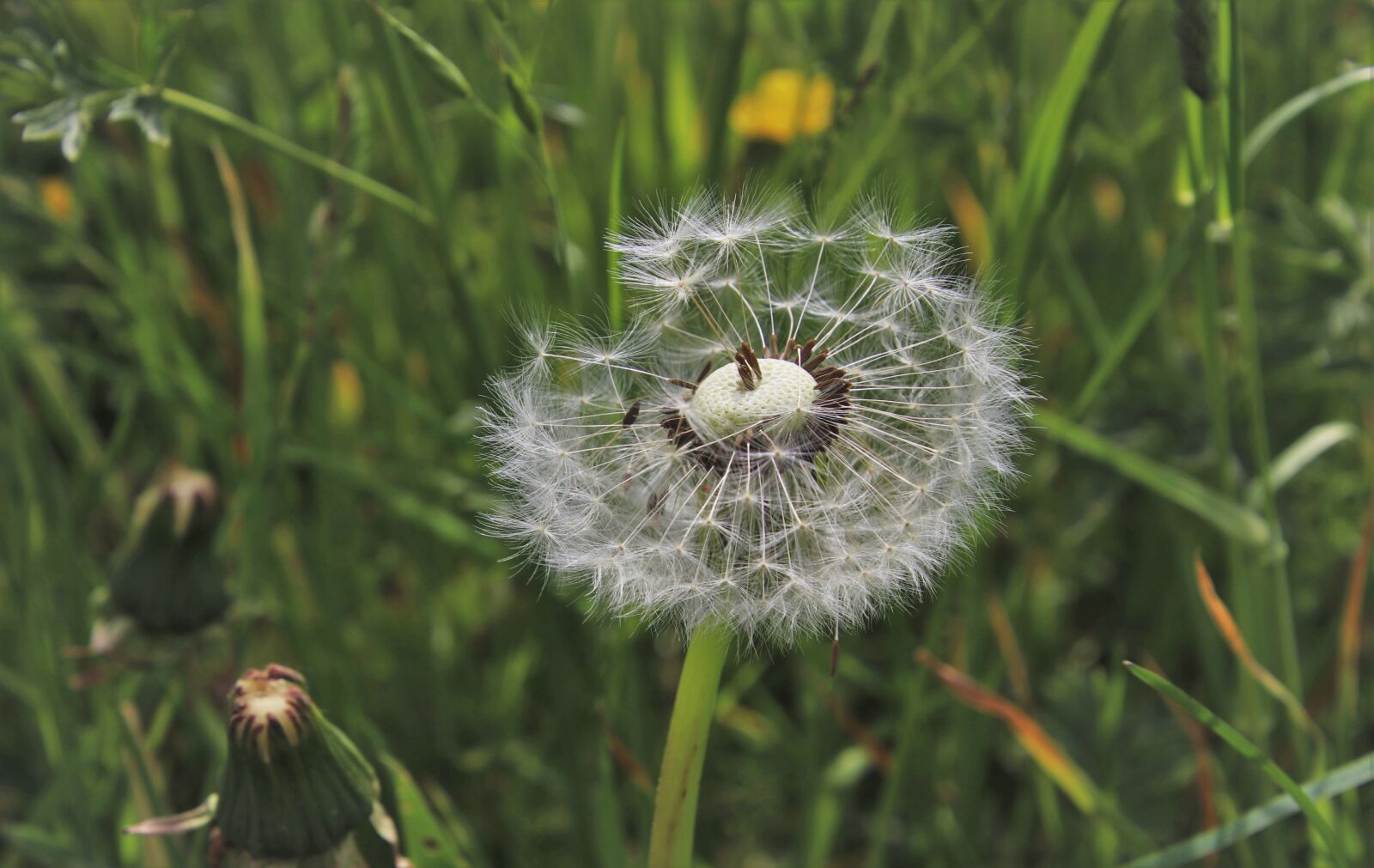 Canon EOS 80D sample photo. Green meadow, dandelion, meadows photography
