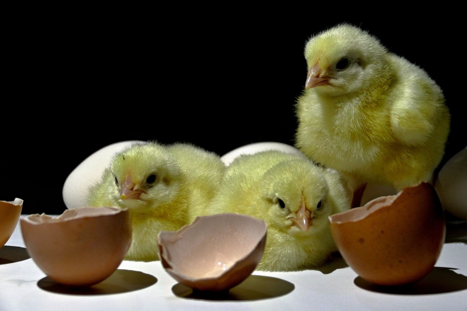 Panasonic Lumix DMC-FZ1000 sample photo. Kuriatka, poultry, home photography