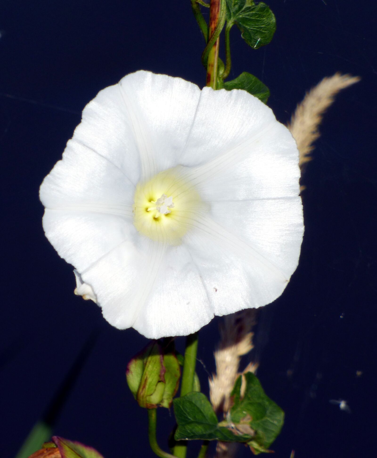 Panasonic DMC-FZ72 sample photo. Flower, wild, bindweed photography