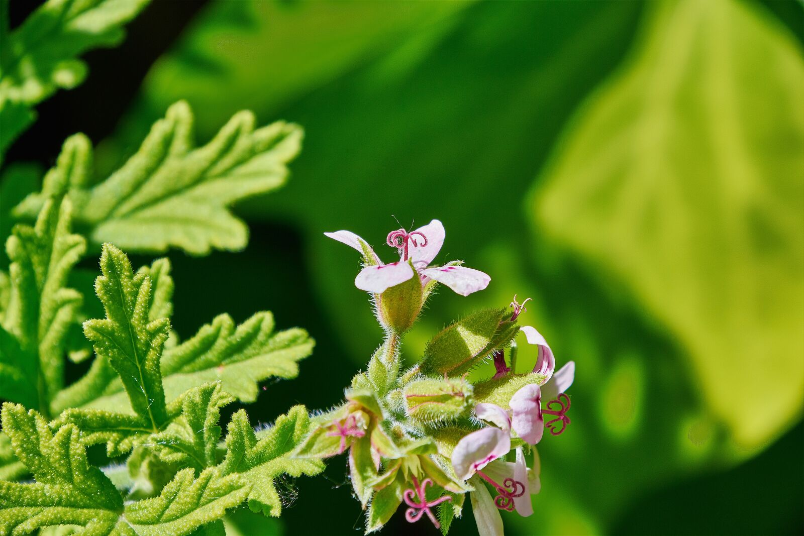Nikon D7200 sample photo. Geranium lemon, flower, garden photography