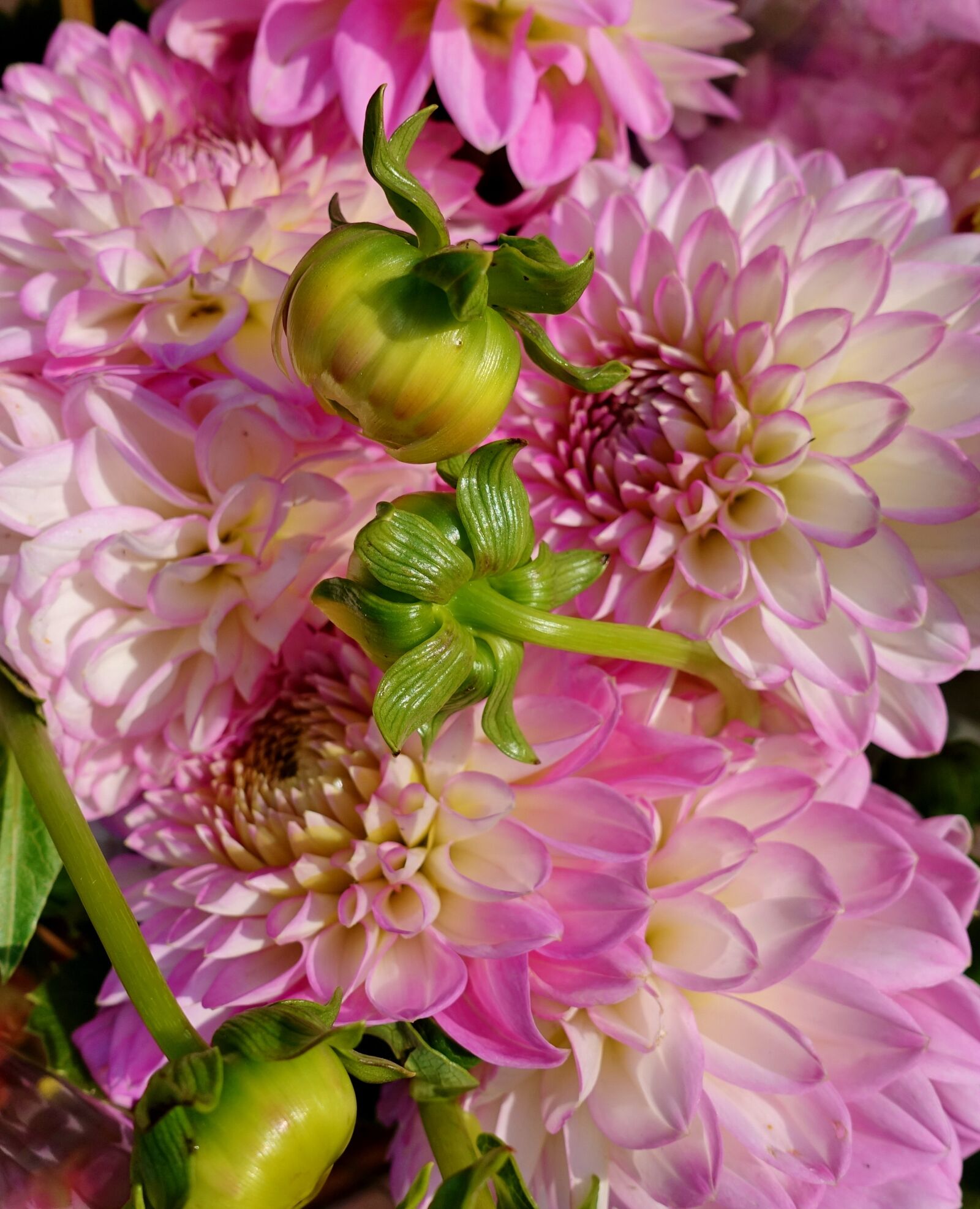 Sony DSC-RX100M5 sample photo. Dahlia, plant, flower photography