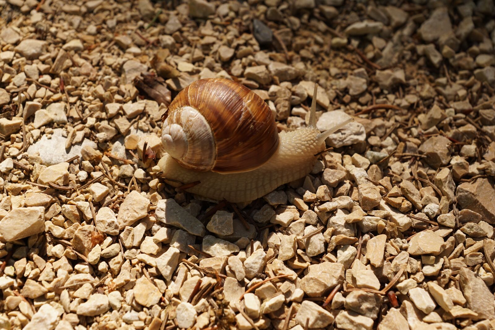 Sony ILCA-77M2 + Sony DT 16-50mm F2.8 SSM sample photo. Snail, crawl, mollusk photography