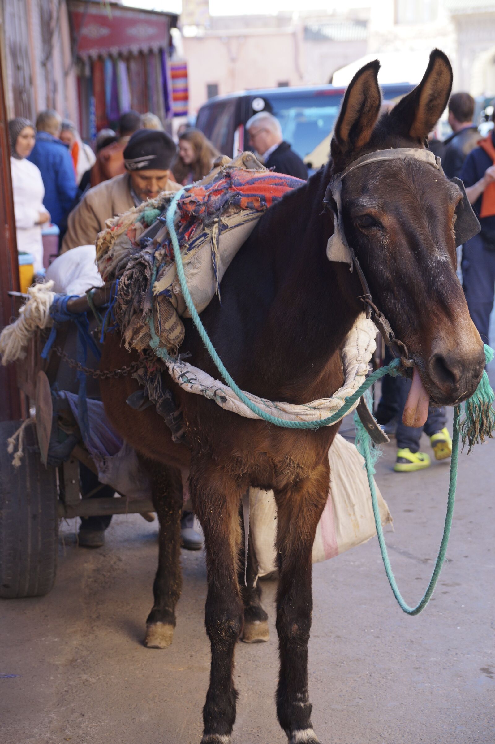 Sony SLT-A58 sample photo. Casablanca, donkey, morocco photography