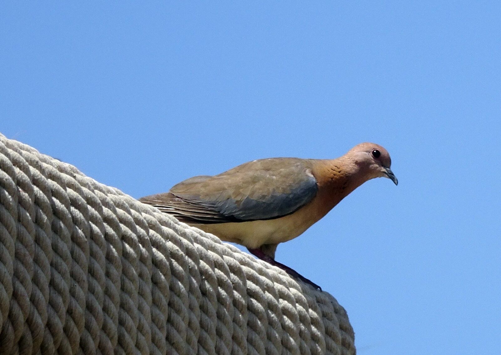 Sony Cyber-shot DSC-HX90V sample photo. Bird, dove, laughing dove photography