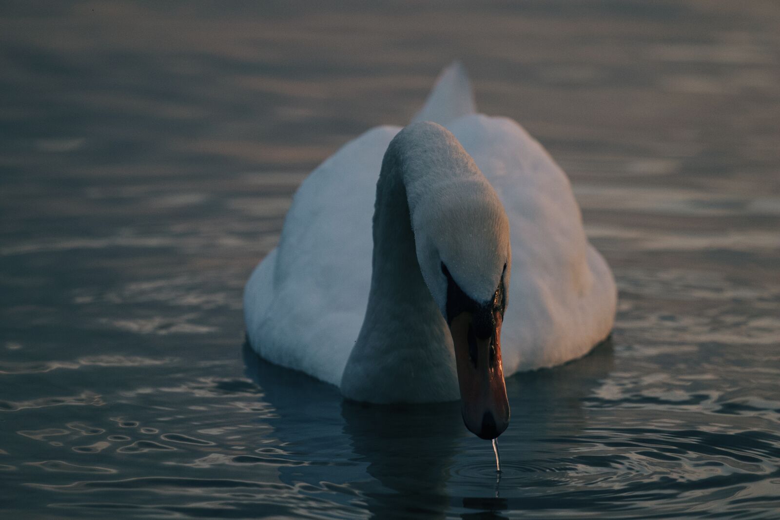 Canon EF 70-200mm F4L USM sample photo. Swan, water, sun photography
