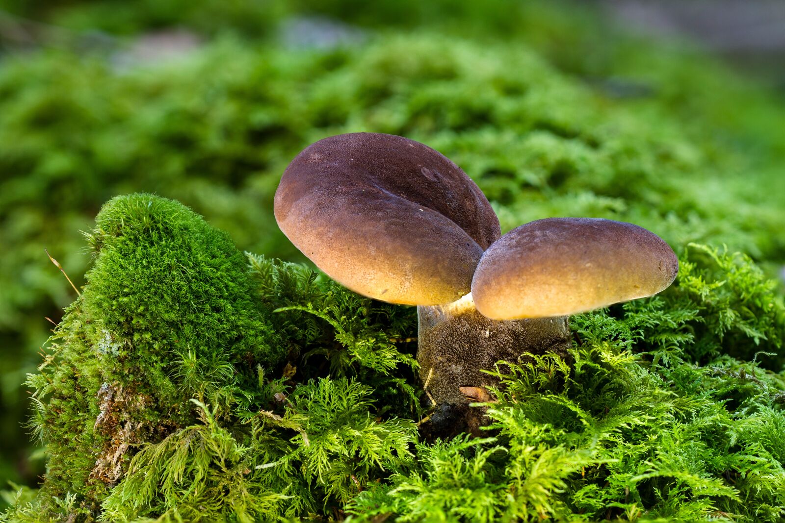Canon EOS 7D sample photo. Mushroom, moss, forest mushroom photography