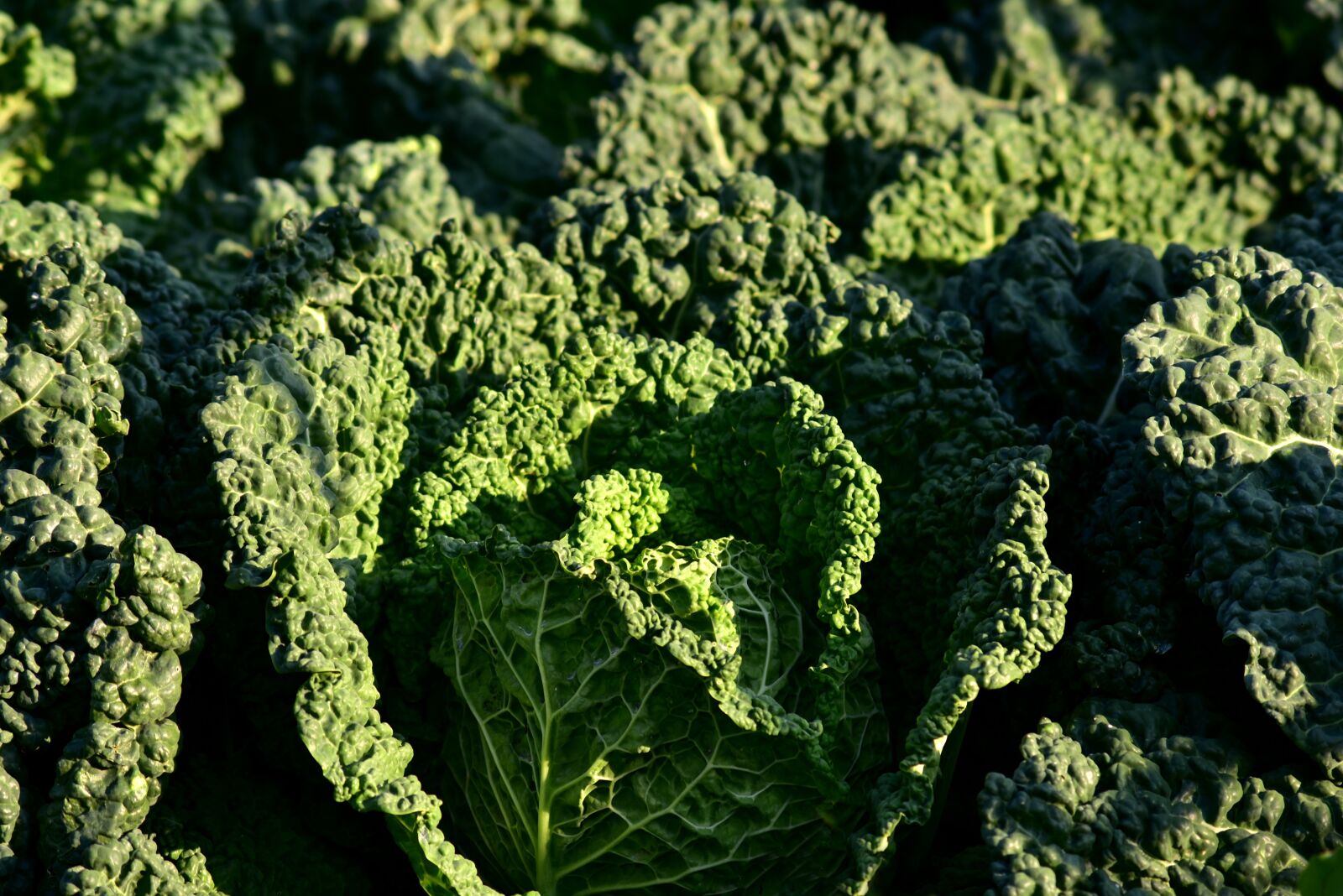 Nikon D750 sample photo. Savoy cabbage, kohl, vegetables photography