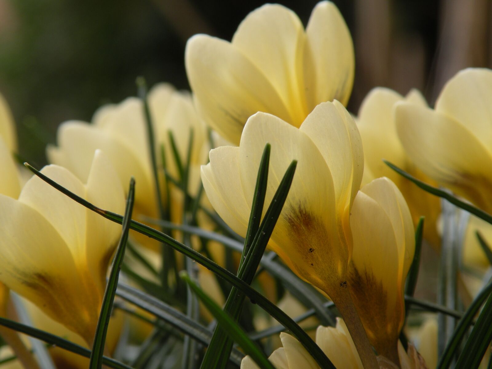 Nikon Coolpix P80 sample photo. Spring, flowers, nature photography