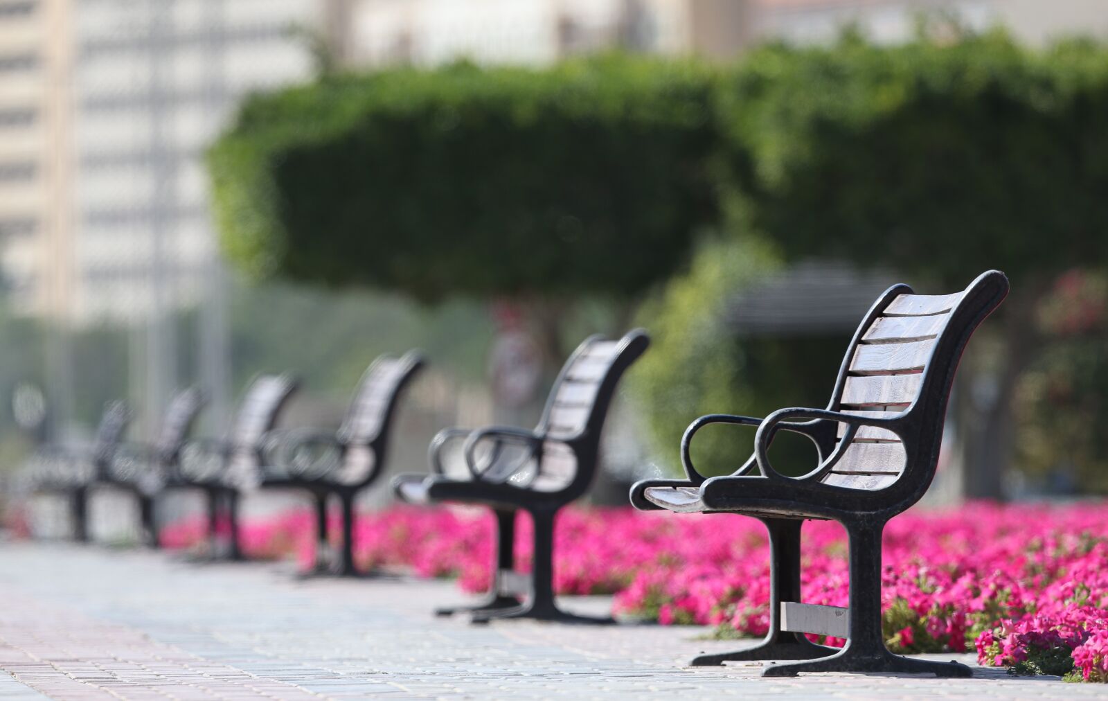Canon EOS-1D X + Canon EF 400mm F2.8L IS II USM sample photo. Bench, seat, social photography