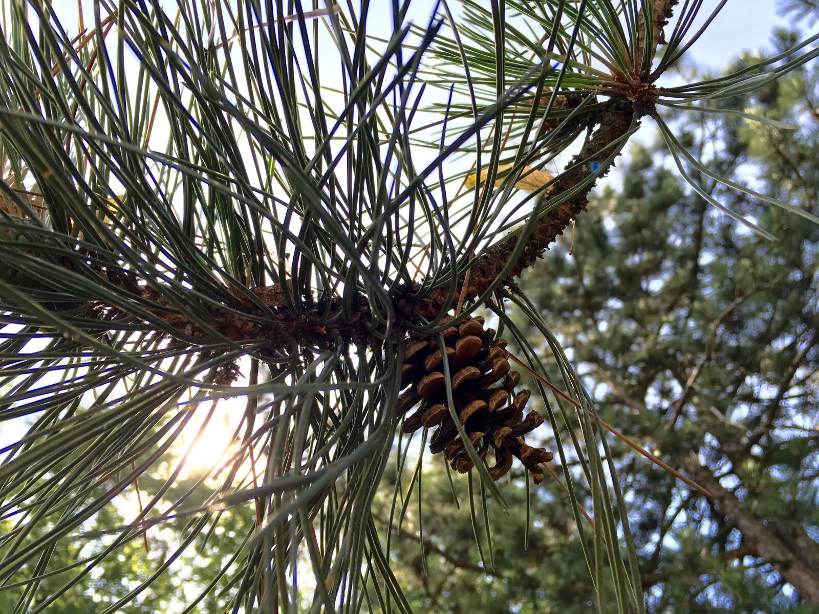 Apple iPhone 6s sample photo. Conifer, coniferous, sun, trees photography