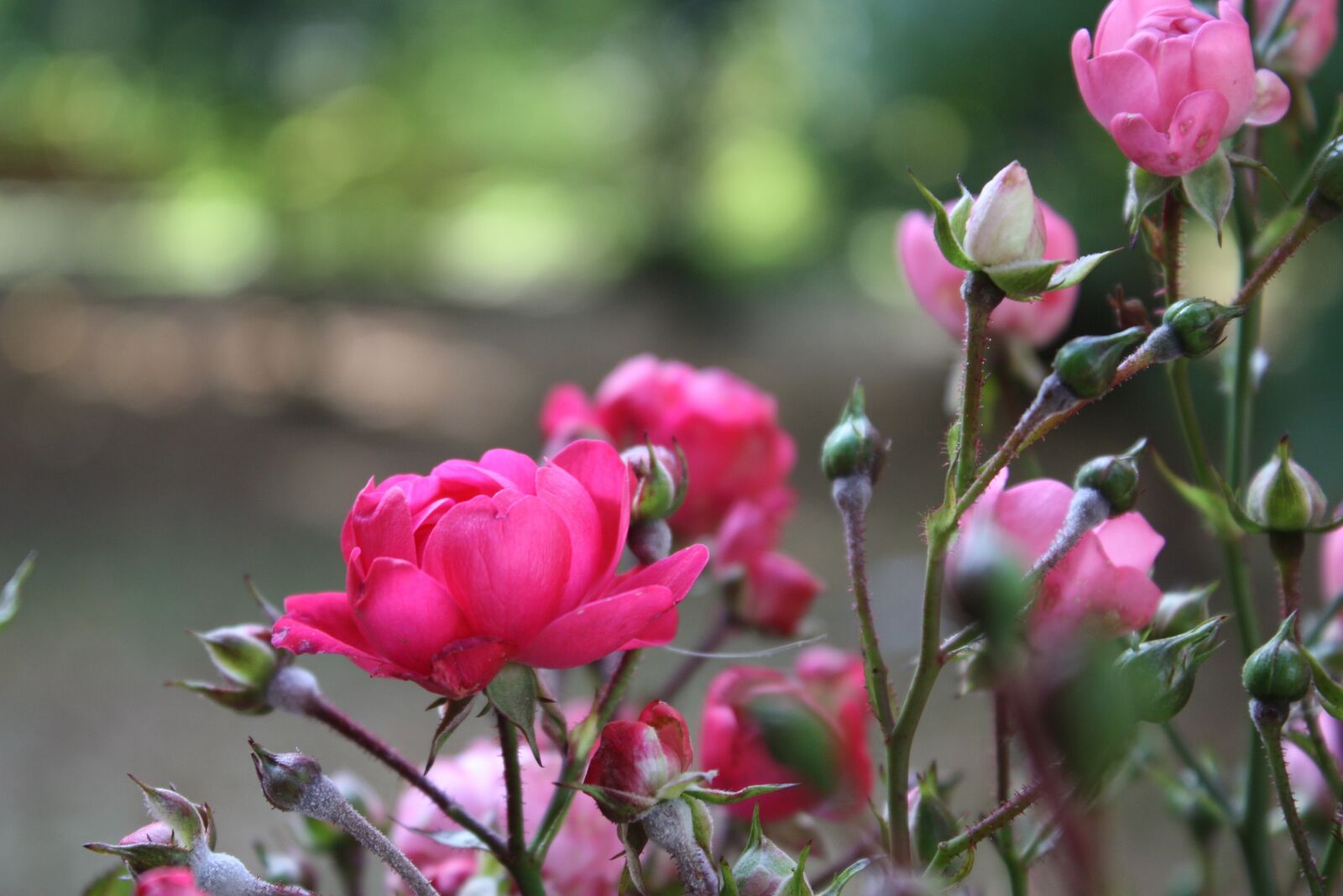 Canon EOS 450D (EOS Rebel XSi / EOS Kiss X2) sample photo. Nature, flowers, summer photography