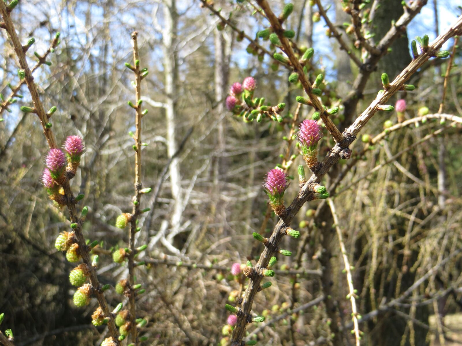 Canon PowerShot SX240 HS sample photo. Larch, tree, cone photography