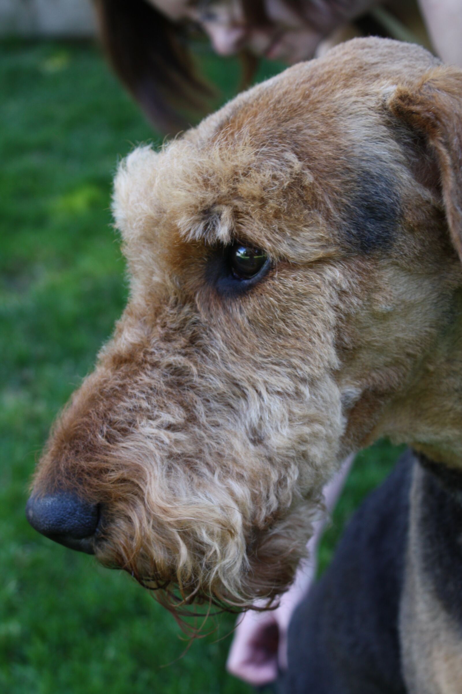 Canon EOS 450D (EOS Rebel XSi / EOS Kiss X2) sample photo. Dog, dog face, dog photography