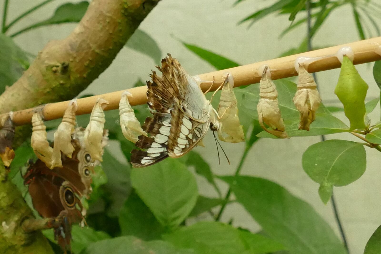 Panasonic Lumix DMC-FZ1000 sample photo. Butterfly, pop, caterpillar photography