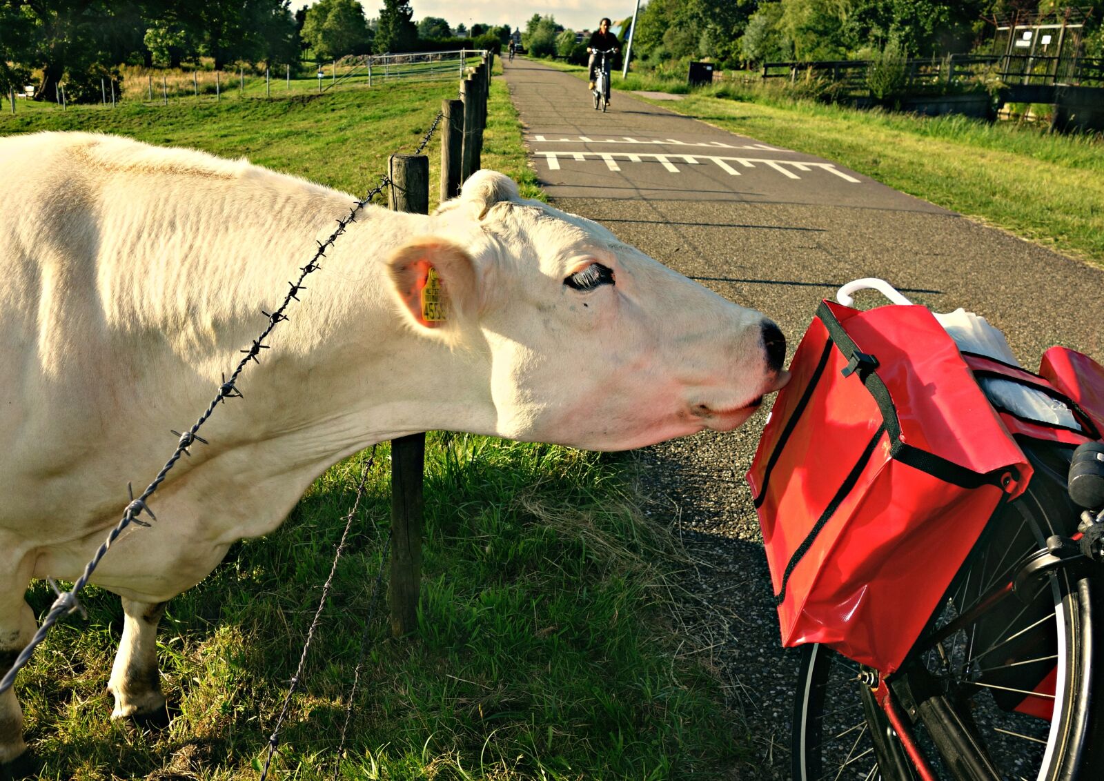 Sony Cyber-shot DSC-RX100 sample photo. Cow, cattle, livestock photography