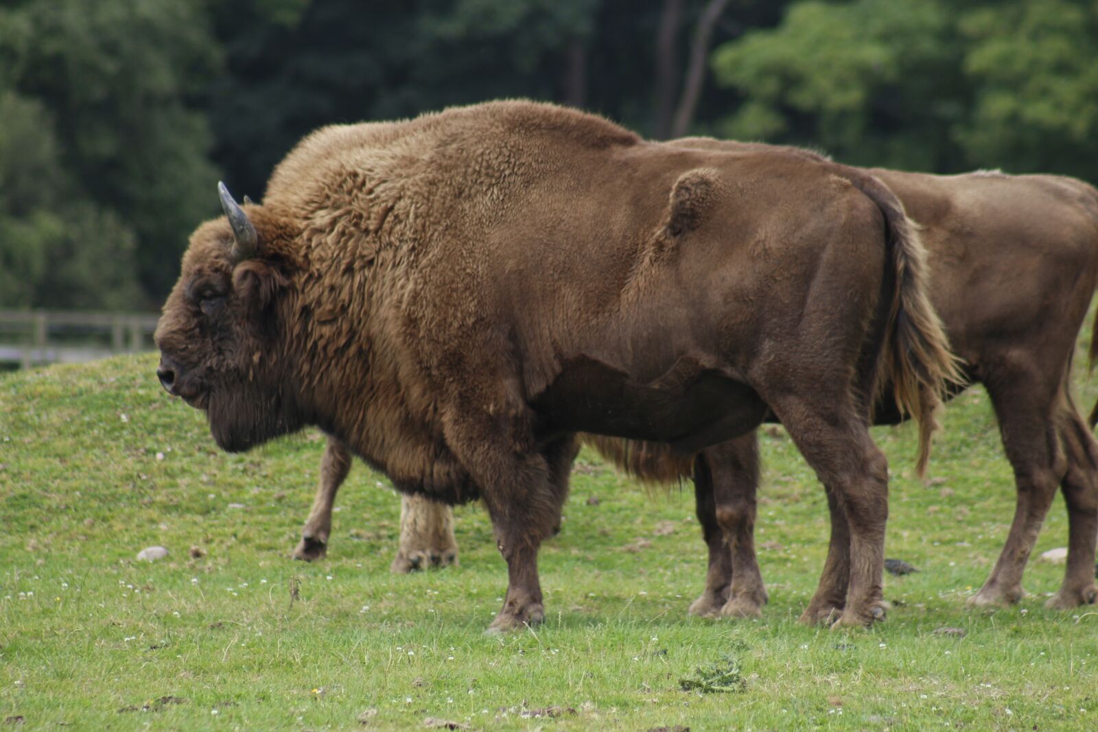 Canon EF 75-300mm f/4-5.6 USM sample photo. Mammal, animal, grass photography