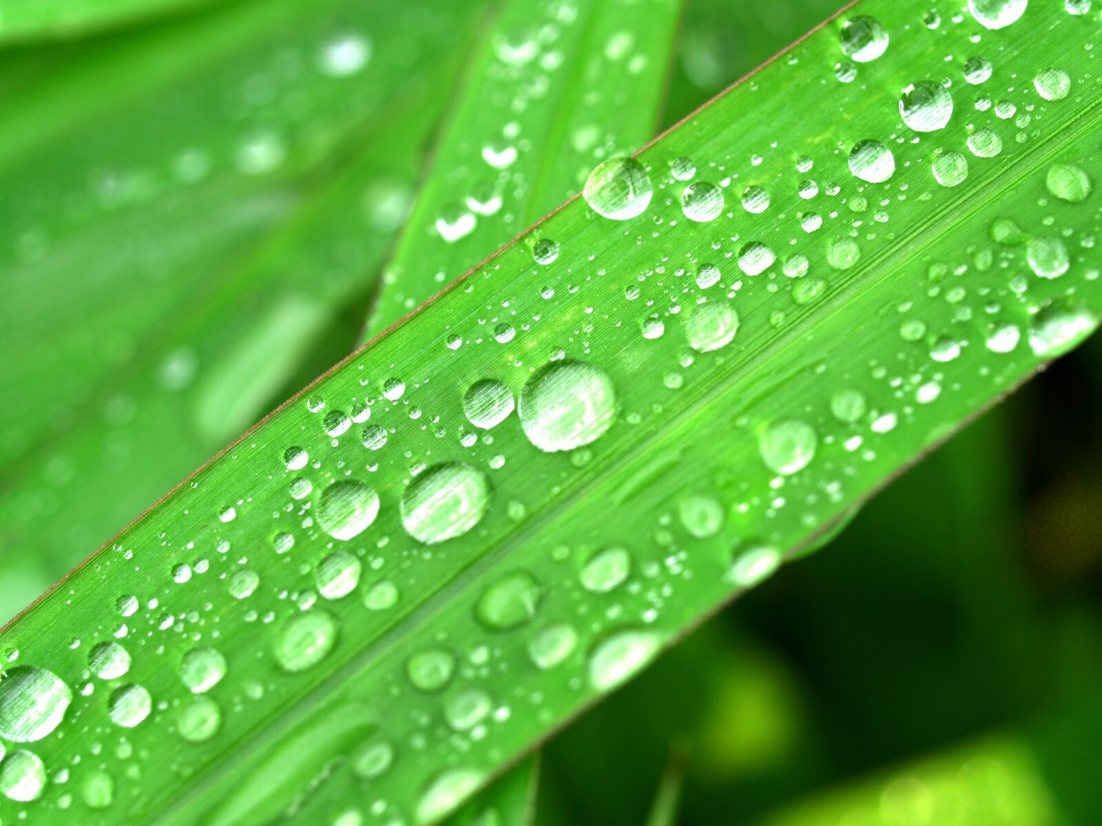 Olympus E-300 (EVOLT E-300) sample photo. Water, drops, leaf photography
