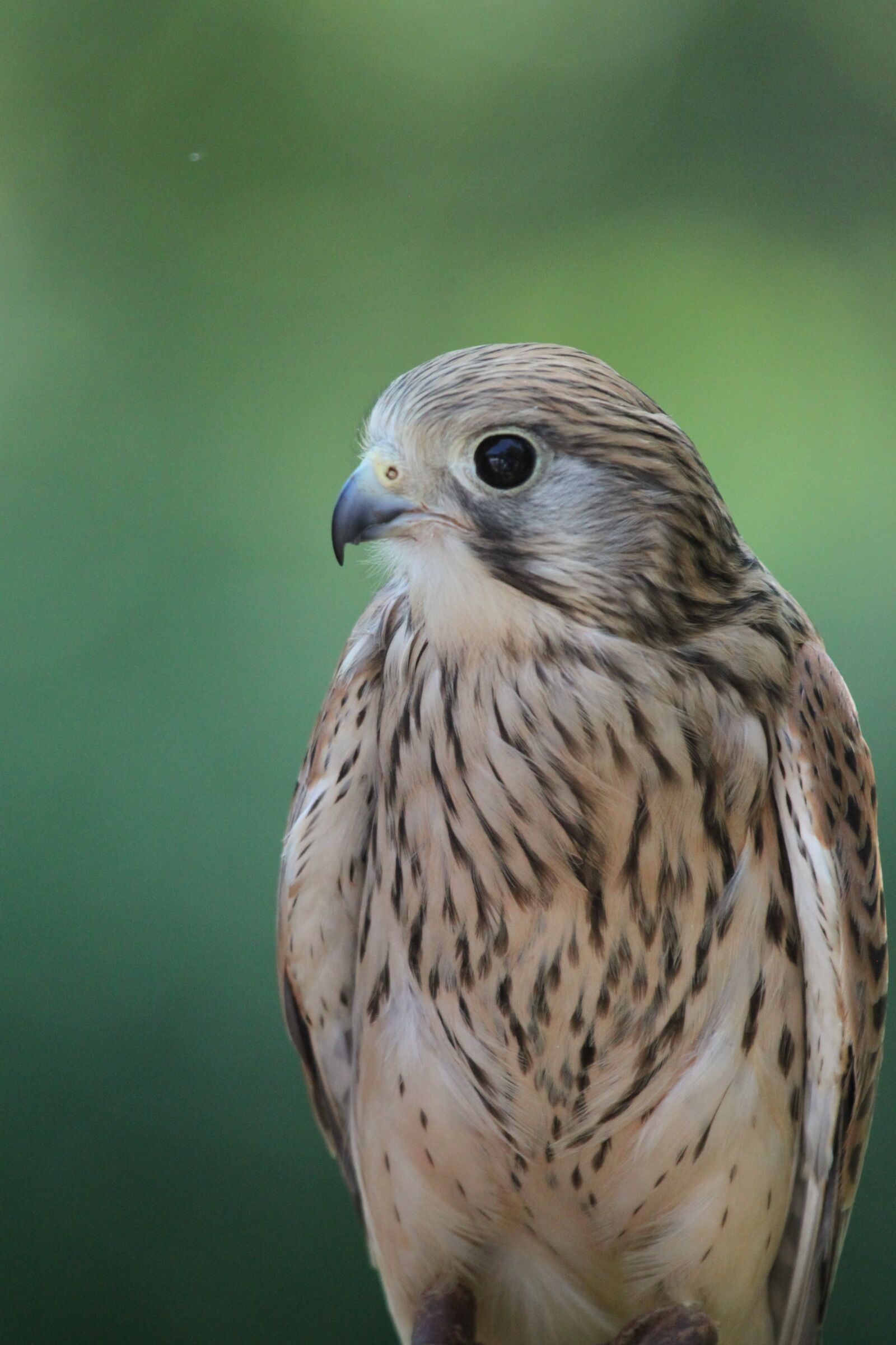 Canon EOS 500D (EOS Rebel T1i / EOS Kiss X3) sample photo. Sperber, bird of prey photography