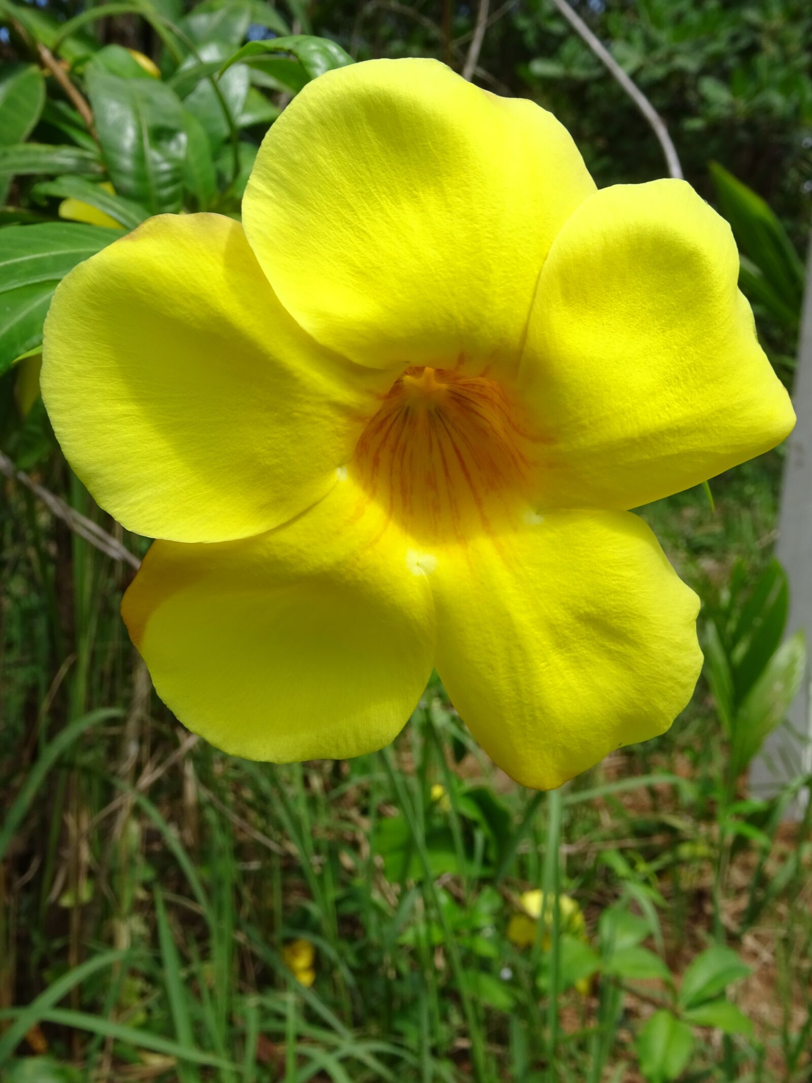 Sony DSC-HX60V sample photo. Flower, yellow, thailand photography