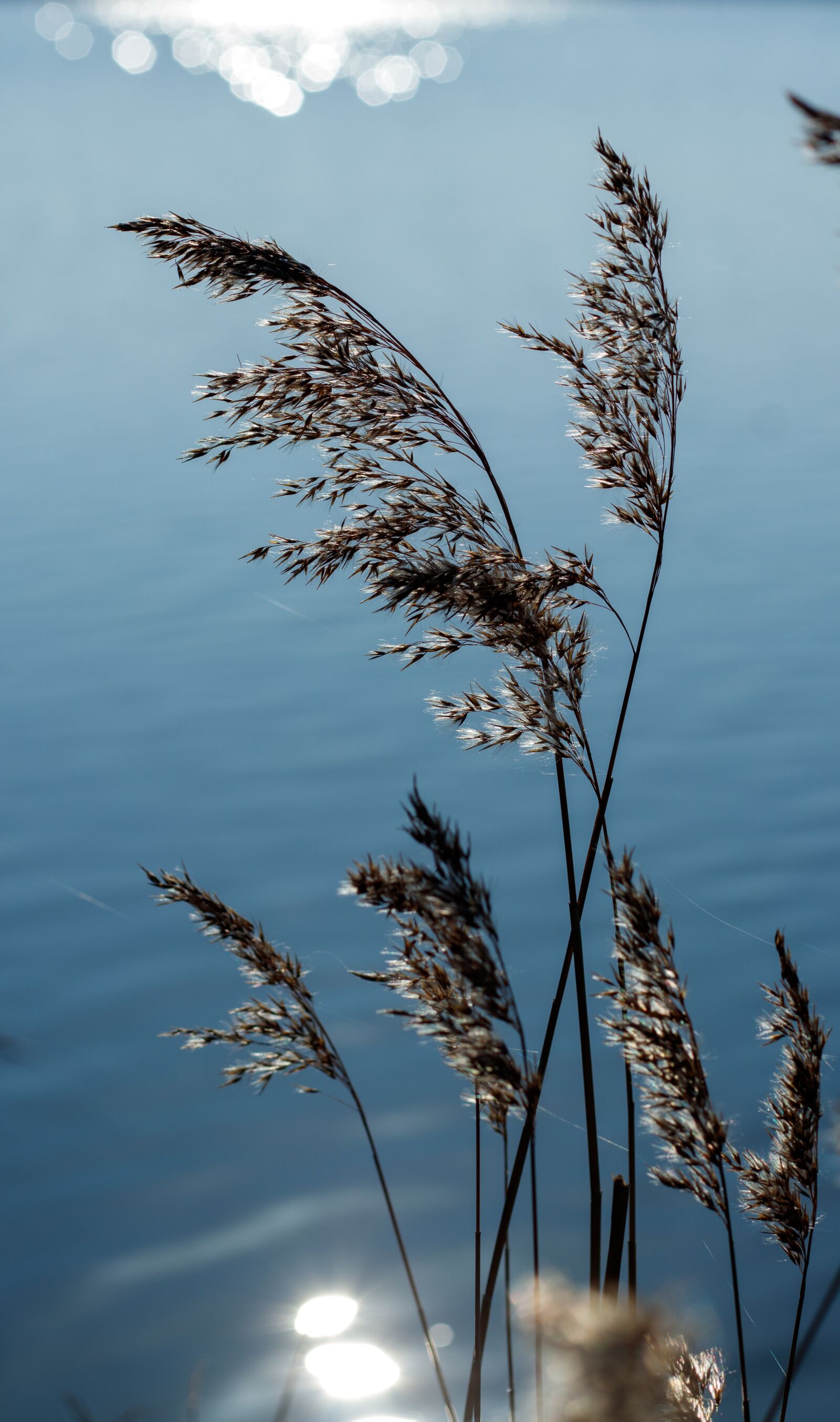 Canon EOS 80D sample photo. Water, bank, sun reflection photography