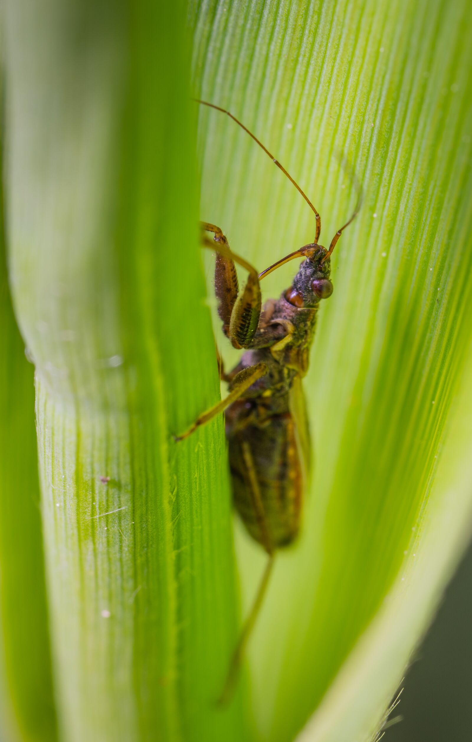Sony a7R II sample photo. Insect, macro, blade of photography