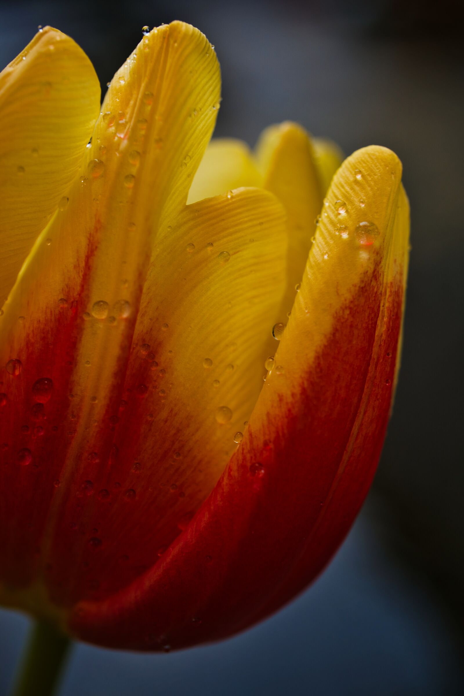 Sony E 30mm F3.5 Macro sample photo. Tulip, flowers, nature photography