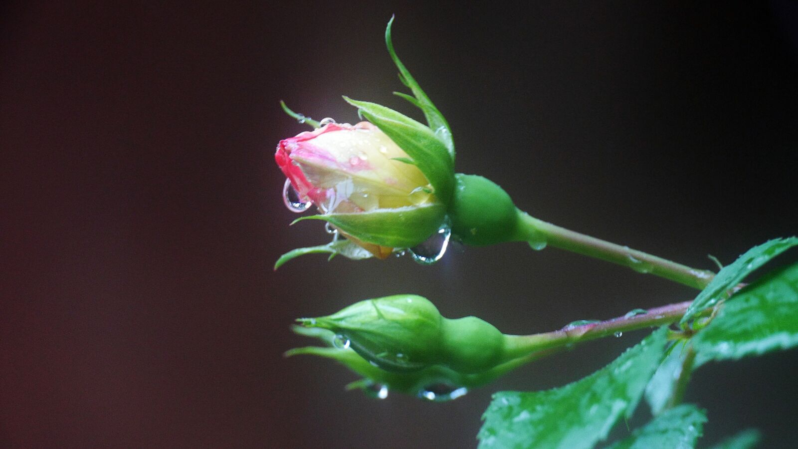 Panasonic Lumix DMC-GH3 sample photo. Rose, a rainy day photography