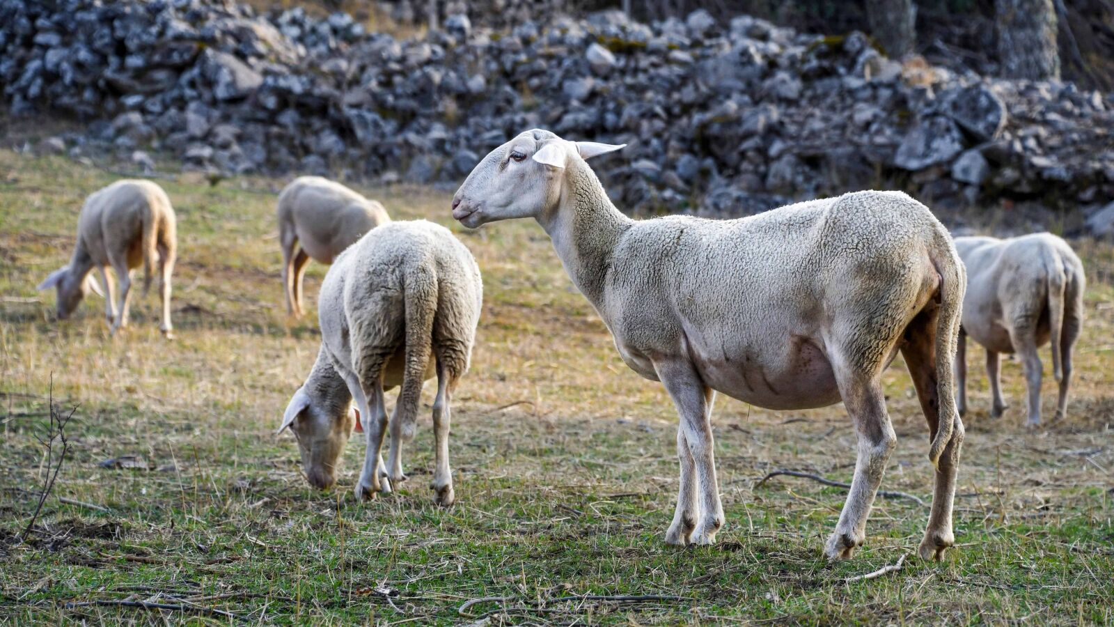 Nikon D500 sample photo. Field, nature, animal, sheep photography