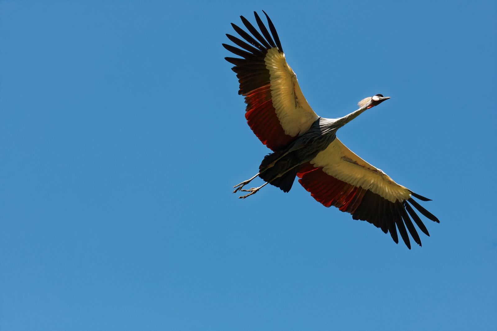 Canon EOS 40D sample photo. Bird park walsrode, freiflug photography